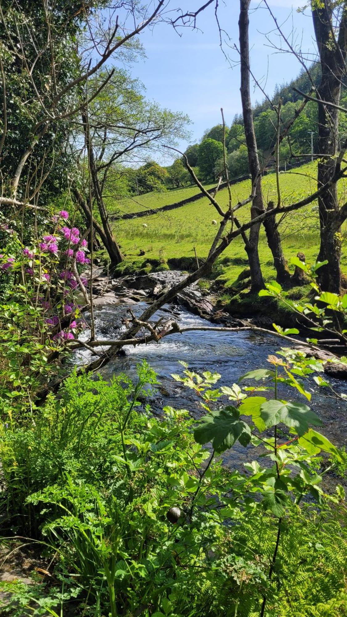 The Granary Corris On The Edge Of The Dyfi Forest Eksteriør bilde